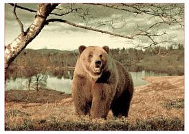 Пушистый ковер Фауна 149 Медведь